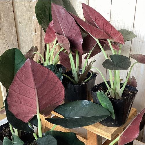 観葉植物　アロカシア レギネブラック 3.5号ポット(個体おまかせ1鉢)　インテリア 室内 おしゃれ 可愛い かわいい |  | 05