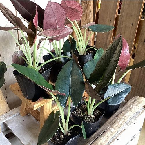 観葉植物　アロカシア レギネブラック 3.5号ポット(個体おまかせ1鉢)　インテリア 室内 おしゃれ 可愛い かわいい |  | 06