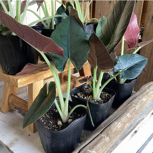 観葉植物　アロカシア レギネブラック 3.5号ポット(個体おまかせ1鉢)　インテリア 室内 おしゃれ 可愛い かわいい |  | 07