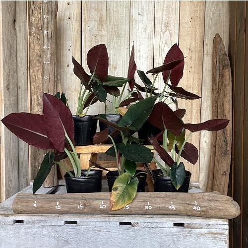 観葉植物　アロカシア レギネブラック 3.5号ポット(個体おまかせ1鉢)　インテリア 室内 おしゃれ 可愛い かわいい |  | 08
