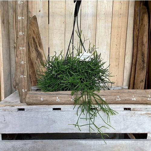 観葉植物　リプサリス クラバタ(クラバータ) 5号吊り鉢(個体おまかせ1鉢)　インテリア 室内 おしゃれ 可愛い かわいい |  | 01