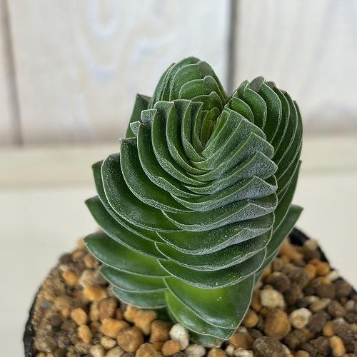 多肉植物　クラッスラ キムナッキー 2.5号ポット(個体おまかせ1鉢)　インテリア 室内 おしゃれ 可愛い かわいい | 