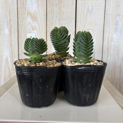 多肉植物　クラッスラ キムナッキー 2.5号ポット(個体おまかせ1鉢)　インテリア 室内 おしゃれ 可愛い かわいい |  | 01