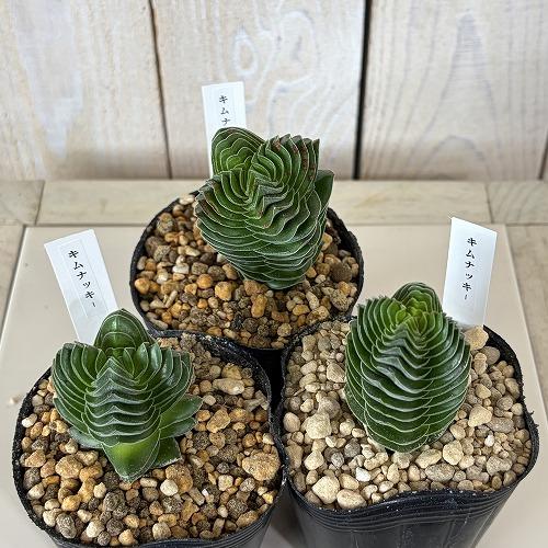 多肉植物　クラッスラ キムナッキー 2.5号ポット(個体おまかせ1鉢)　インテリア 室内 おしゃれ 可愛い かわいい |  | 02