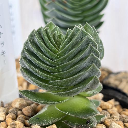 多肉植物　クラッスラ キムナッキー 2.5号ポット(個体おまかせ1鉢)　インテリア 室内 おしゃれ 可愛い かわいい |  | 03