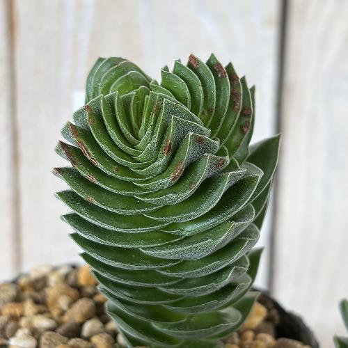 多肉植物　クラッスラ キムナッキー 2.5号ポット(個体おまかせ1鉢)　インテリア 室内 おしゃれ 可愛い かわいい |  | 04