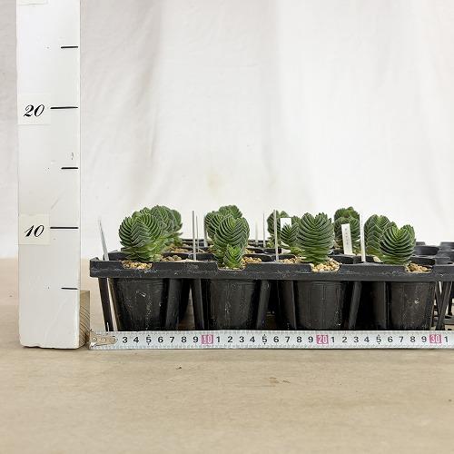 多肉植物　クラッスラ キムナッキー 2.5号ポット(個体おまかせ1鉢)　インテリア 室内 おしゃれ 可愛い かわいい |  | 05