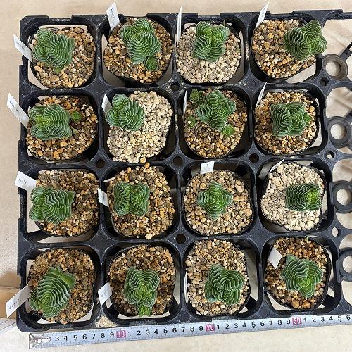 多肉植物　クラッスラ キムナッキー 2.5号ポット(個体おまかせ1鉢)　インテリア 室内 おしゃれ 可愛い かわいい |  | 06