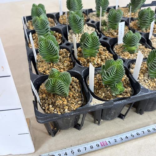 多肉植物　クラッスラ キムナッキー 2.5号ポット(個体おまかせ1鉢)　インテリア 室内 おしゃれ 可愛い かわいい |  | 07