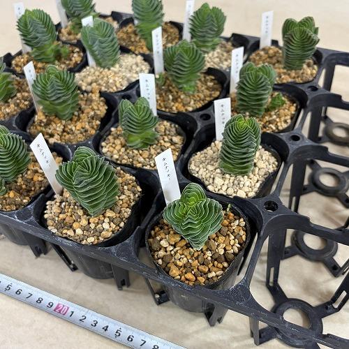 多肉植物　クラッスラ キムナッキー 2.5号ポット(個体おまかせ1鉢)　インテリア 室内 おしゃれ 可愛い かわいい |  | 08