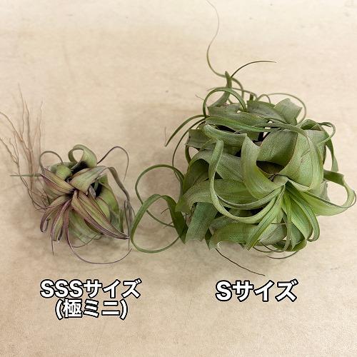 エアプランツ　チランジア エリックノブロック SSSサイズ(極ミニ)(個体おまかせ1鉢)　インテリア 室内 おしゃれ 可愛い かわいい |  | 05