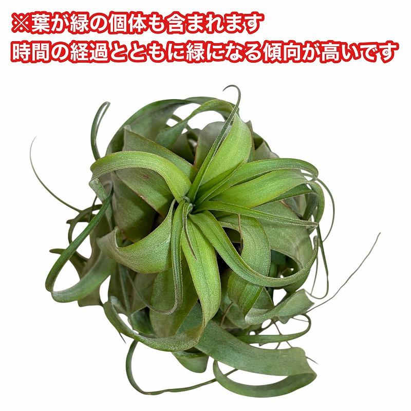 エアプランツ　チランジア エリックノブロック SSSサイズ(極ミニ)(個体おまかせ1鉢)　インテリア 室内 おしゃれ 可愛い かわいい |  | 06