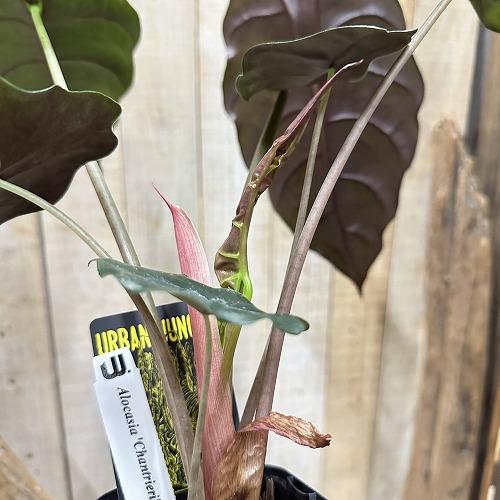 観葉植物　アロカシア シャンティエリ 3号ロング角鉢(個体おまかせ1鉢)　インテリア 室内 おしゃれ 可愛い かわいい |  | 10