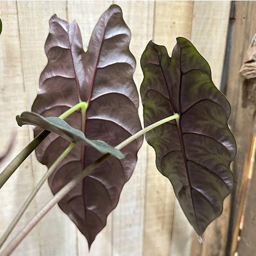 観葉植物　アロカシア シャンティエリ 3号ロング角鉢(個体おまかせ1鉢)　インテリア 室内 おしゃれ 可愛い かわいい |  | 11