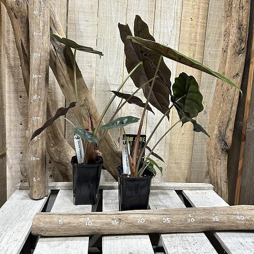 観葉植物　アロカシア シャンティエリ 3号ロング角鉢(個体おまかせ1鉢)　インテリア 室内 おしゃれ 可愛い かわいい |  | 12