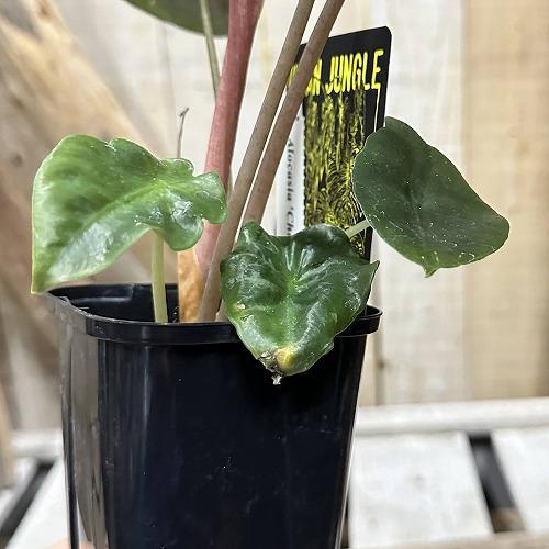 観葉植物　アロカシア シャンティエリ 3号ロング角鉢(個体おまかせ1鉢)　インテリア 室内 おしゃれ 可愛い かわいい |  | 13