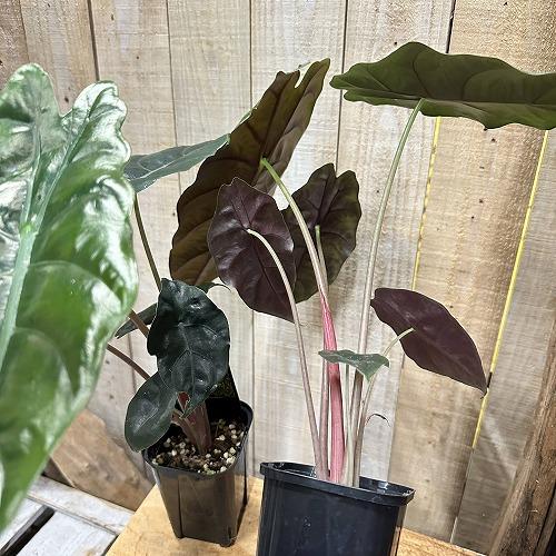 観葉植物　アロカシア シャンティエリ 3号ロング角鉢(個体おまかせ1鉢)　インテリア 室内 おしゃれ 可愛い かわいい |  | 01