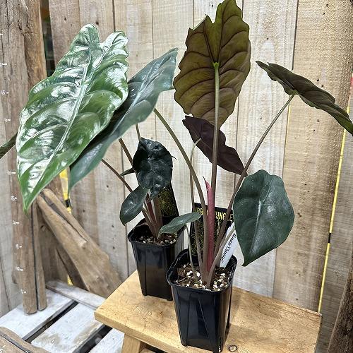 観葉植物　アロカシア シャンティエリ 3号ロング角鉢(個体おまかせ1鉢)　インテリア 室内 おしゃれ 可愛い かわいい |  | 02