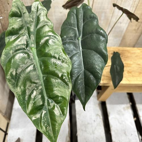 観葉植物　アロカシア シャンティエリ 3号ロング角鉢(個体おまかせ1鉢)　インテリア 室内 おしゃれ 可愛い かわいい |  | 03
