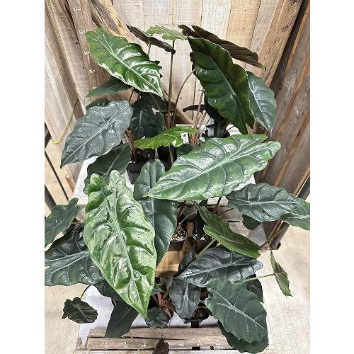観葉植物　アロカシア シャンティエリ 3号ロング角鉢(個体おまかせ1鉢)　インテリア 室内 おしゃれ 可愛い かわいい |  | 04