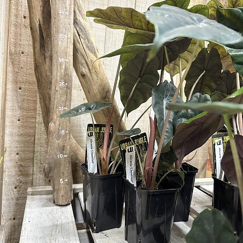 観葉植物　アロカシア シャンティエリ 3号ロング角鉢(個体おまかせ1鉢)　インテリア 室内 おしゃれ 可愛い かわいい |  | 05