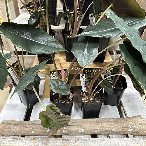 観葉植物　アロカシア シャンティエリ 3号ロング角鉢(個体おまかせ1鉢)　インテリア 室内 おしゃれ 可愛い かわいい |  | 06