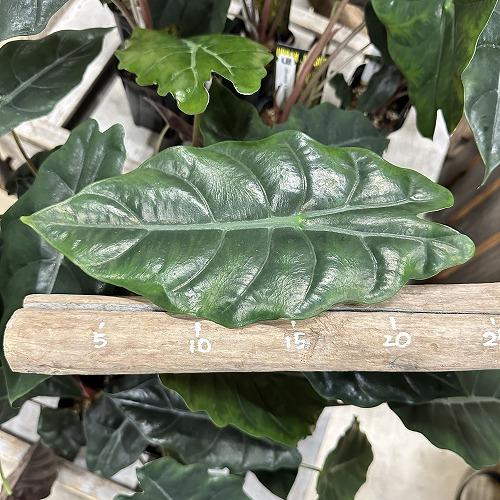 観葉植物　アロカシア シャンティエリ 3号ロング角鉢(個体おまかせ1鉢)　インテリア 室内 おしゃれ 可愛い かわいい |  | 07
