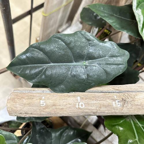 観葉植物　アロカシア シャンティエリ 3号ロング角鉢(個体おまかせ1鉢)　インテリア 室内 おしゃれ 可愛い かわいい |  | 08