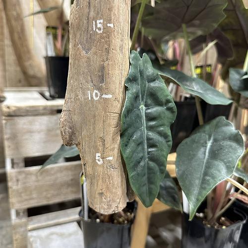 観葉植物　アロカシア シャンティエリ 3号ロング角鉢(個体おまかせ1鉢)　インテリア 室内 おしゃれ 可愛い かわいい |  | 09