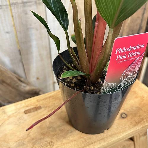 観葉植物　フィロデンドロン ピンクバーキン(PVP出願品種) 4号硬質ポット(個体おまかせ1鉢)　インテリア 室内 おしゃれ 可愛い かわいい |  | 02