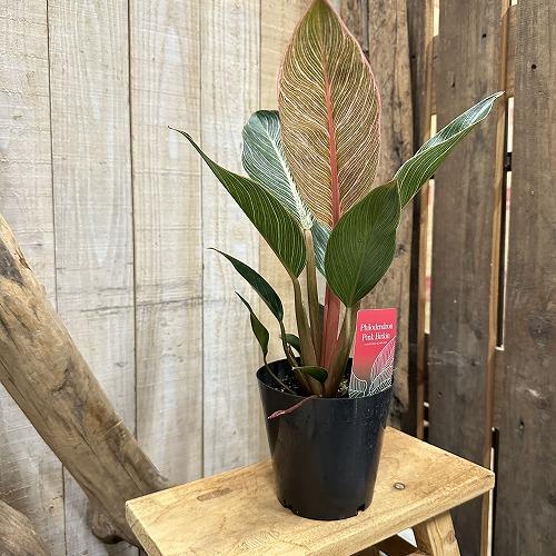 観葉植物　フィロデンドロン ピンクバーキン(PVP出願品種) 4号硬質ポット(個体おまかせ1鉢)　インテリア 室内 おしゃれ 可愛い かわいい |  | 04
