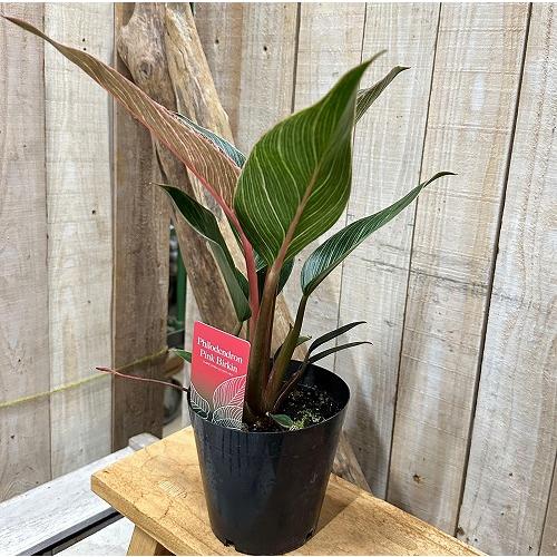 観葉植物　フィロデンドロン ピンクバーキン(PVP出願品種) 4号硬質ポット(個体おまかせ1鉢)　インテリア 室内 おしゃれ 可愛い かわいい |  | 05