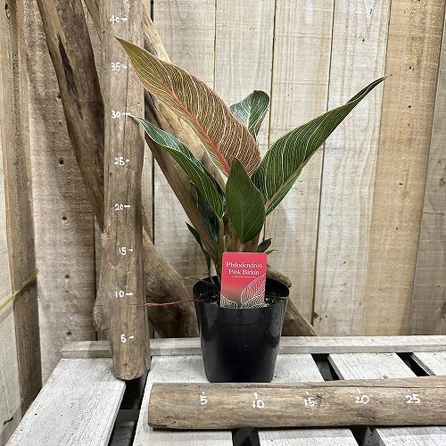 観葉植物　フィロデンドロン ピンクバーキン(PVP出願品種) 4号硬質ポット(個体おまかせ1鉢)　インテリア 室内 おしゃれ 可愛い かわいい |  | 06