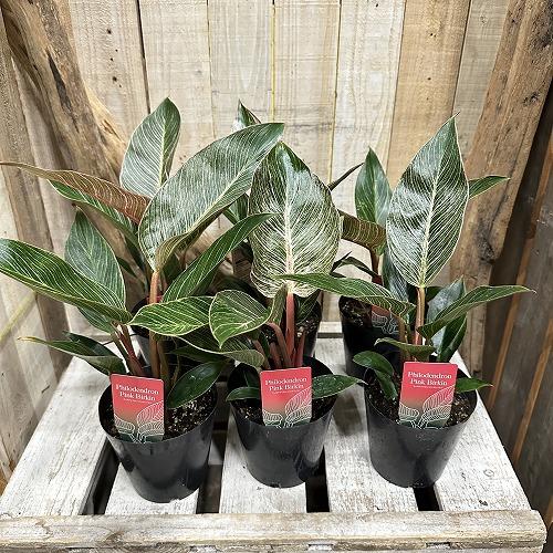 観葉植物　フィロデンドロン ピンクバーキン(PVP出願品種) 4号硬質ポット(個体おまかせ1鉢)　インテリア 室内 おしゃれ 可愛い かわいい |  | 07