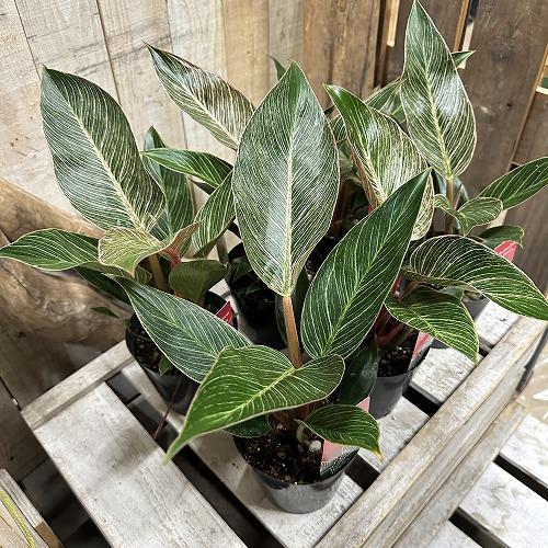 観葉植物　フィロデンドロン ピンクバーキン(PVP出願品種) 4号硬質ポット(個体おまかせ1鉢)　インテリア 室内 おしゃれ 可愛い かわいい |  | 08