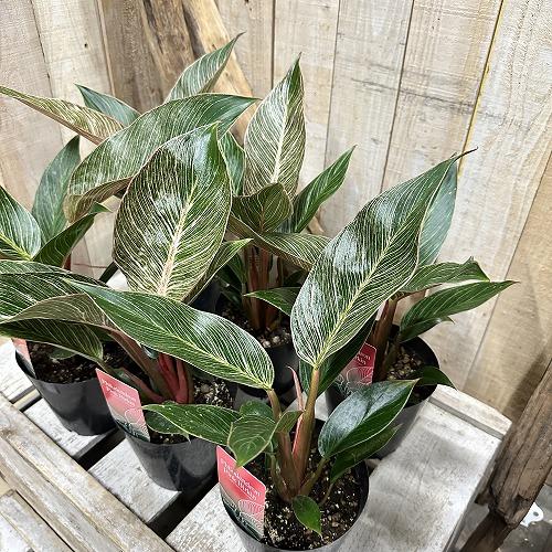 観葉植物　フィロデンドロン ピンクバーキン(PVP出願品種) 4号硬質ポット(個体おまかせ1鉢)　インテリア 室内 おしゃれ 可愛い かわいい |  | 09
