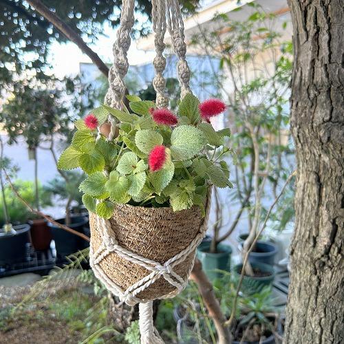 花苗　斑入りキャットテール(アカリファ) 2.5号ポット(※鉢カバー無し)(個体おまかせ1鉢)　寄植え 寄せ植え ガーデニング おしゃれ 可愛い かわいい | 