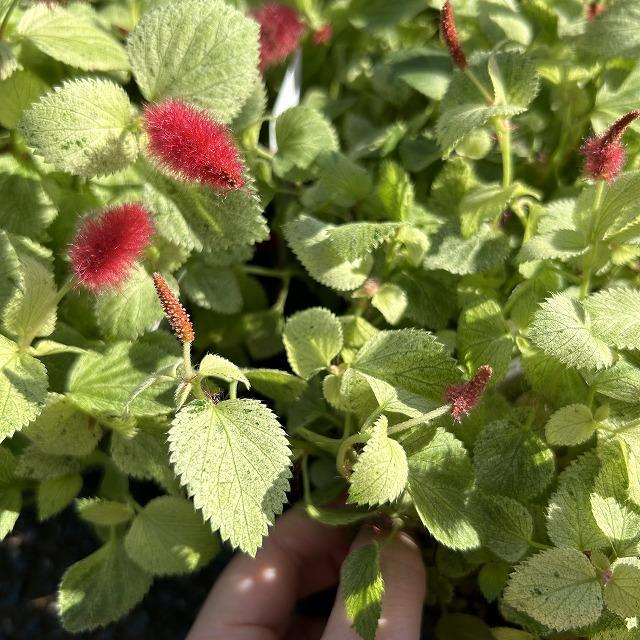 花苗　斑入りキャットテール(アカリファ) 2.5号ポット(※鉢カバー無し)(個体おまかせ1鉢)　寄植え 寄せ植え ガーデニング おしゃれ 可愛い かわいい |  | 02