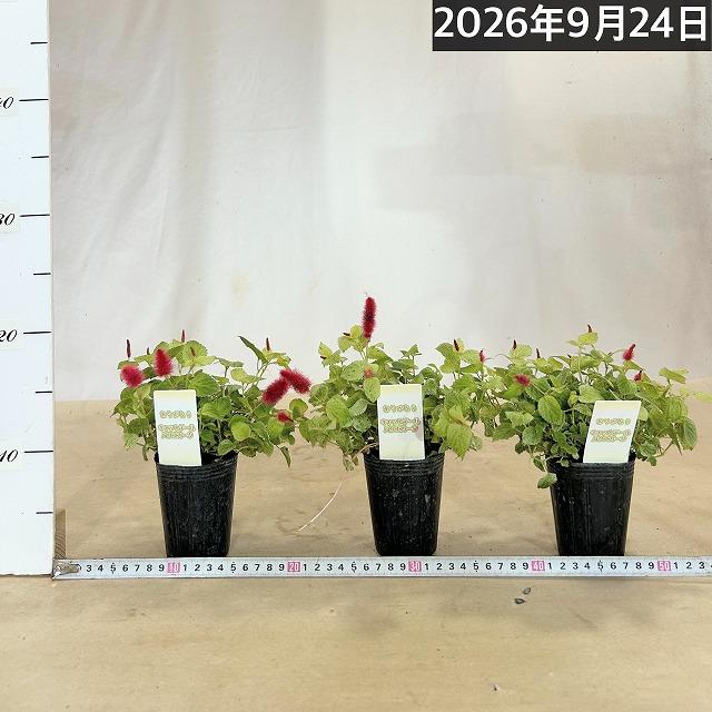 花苗　斑入りキャットテール(アカリファ) 2.5号ポット(※鉢カバー無し)(個体おまかせ1鉢)　寄植え 寄せ植え ガーデニング おしゃれ 可愛い かわいい |  | 03