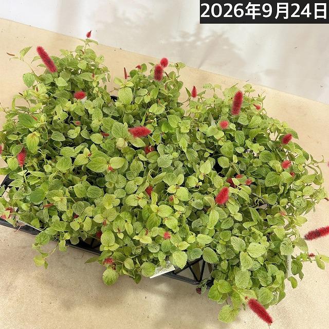 花苗　斑入りキャットテール(アカリファ) 2.5号ポット(※鉢カバー無し)(個体おまかせ1鉢)　寄植え 寄せ植え ガーデニング おしゃれ 可愛い かわいい |  | 04
