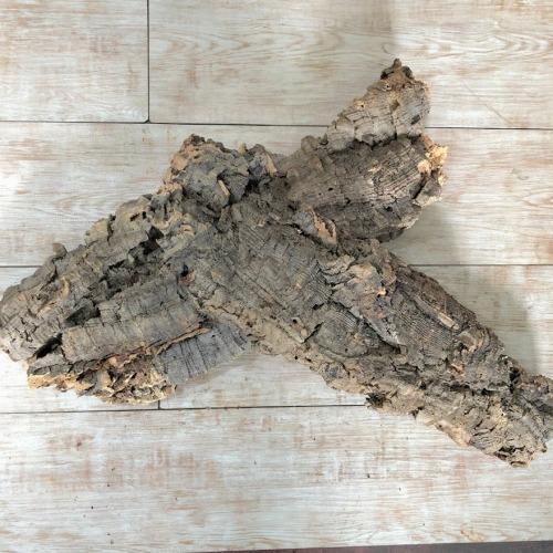 コウモリラン ビカクシダ 着生板　コルクフラット Mサイズ(形状おまかせ)　板付け ハンギング 吊るす 吊り コルクボード プレート フレーム 植え替え 植替え | 