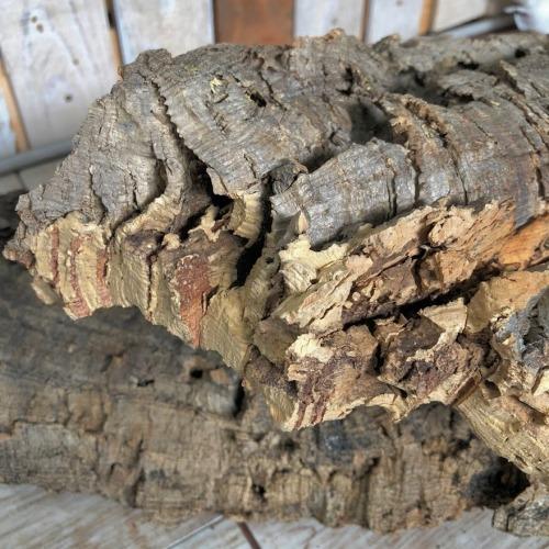 コウモリラン ビカクシダ 着生板　コルクフラット Mサイズ(形状おまかせ)　板付け ハンギング 吊るす 吊り コルクボード プレート フレーム 植え替え 植替え |  | 02