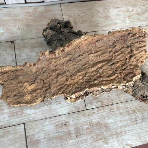 コウモリラン ビカクシダ 着生板　コルクフラット Mサイズ(形状おまかせ)　板付け ハンギング 吊るす 吊り コルクボード プレート フレーム 植え替え 植替え |  | 03