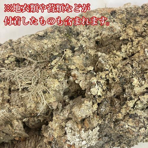 コウモリラン ビカクシダ 着生板　コルクフラット Mサイズ(形状おまかせ)　板付け ハンギング 吊るす 吊り コルクボード プレート フレーム 植え替え 植替え |  | 04