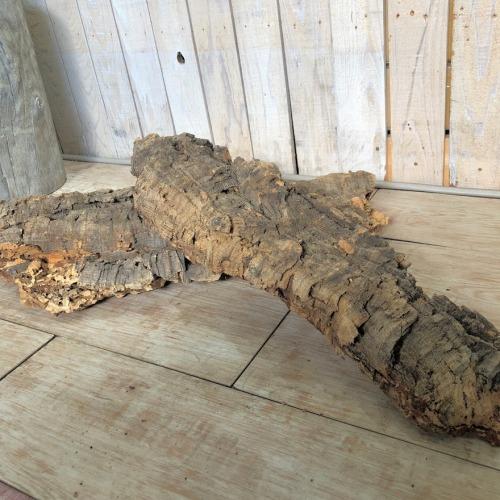 コウモリラン ビカクシダ 着生板　コルクフラット Sサイズ(形状おまかせ)　板付け ハンギング 吊るす 吊り コルクボード プレート フレーム 植え替え 植替え |  | 02