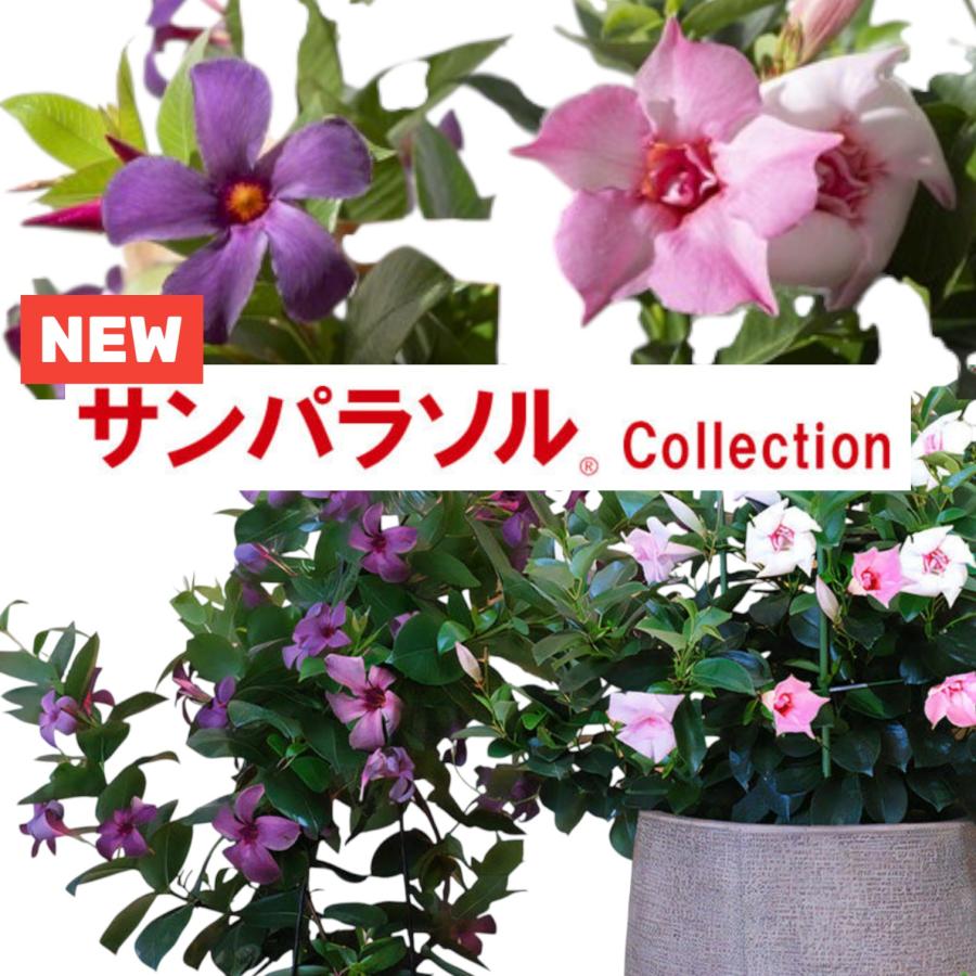 【予約販売】2026年新品種 サントリーフラワーズ サンパラソル(R) ブルーフォリア/ロゼ・ダブル(花苗) 10.5cmポット　夏の花 暑さに強い つる性 育てやすい | 