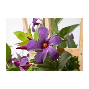 【予約販売】2026年新品種 サントリーフラワーズ サンパラソル(R) ブルーフォリア/ロゼ・ダブル(花苗) 10.5cmポット　夏の花 暑さに強い つる性 育てやすい |  | 01