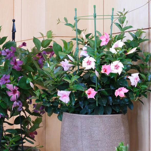 【予約販売】2026年新品種 サントリーフラワーズ サンパラソル(R) ブルーフォリア/ロゼ・ダブル(花苗) 10.5cmポット　夏の花 暑さに強い つる性 育てやすい |  | 03