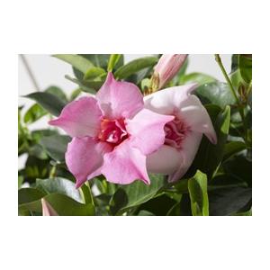 【予約販売】2026年新品種 サントリーフラワーズ サンパラソル(R) ブルーフォリア/ロゼ・ダブル(花苗) 10.5cmポット　夏の花 暑さに強い つる性 育てやすい |  | 02