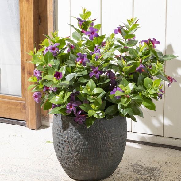 【予約販売】2026年新品種 サントリーフラワーズ サンパラソル(R) ブルーフォリア/ロゼ・ダブル(花苗) 10.5cmポット　夏の花 暑さに強い つる性 育てやすい |  | 04